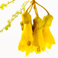 گل سوفورا تورومیرو Sophora Toromiro Flower